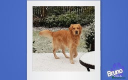 Golden Retriever dogs for stud: KCReg Well Proven Golden Stud, Health & DNA Tested in Wilmslow - Image 3