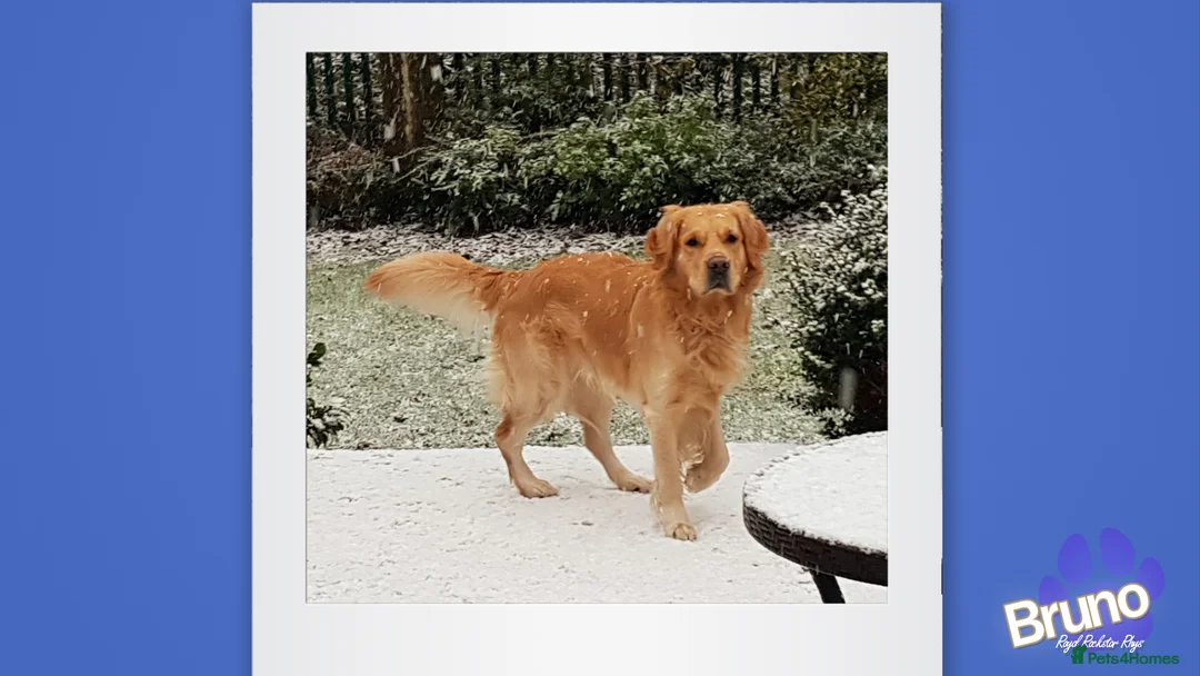 Golden Retriever dogs for stud: KCReg Well Proven Golden Stud, Health & DNA Tested in Wilmslow - Advert 3