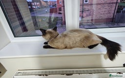 Ragdoll cats for sale: Pure Ragdoll Cat  2 Years Old, Affectionate & Calm - Image 5
