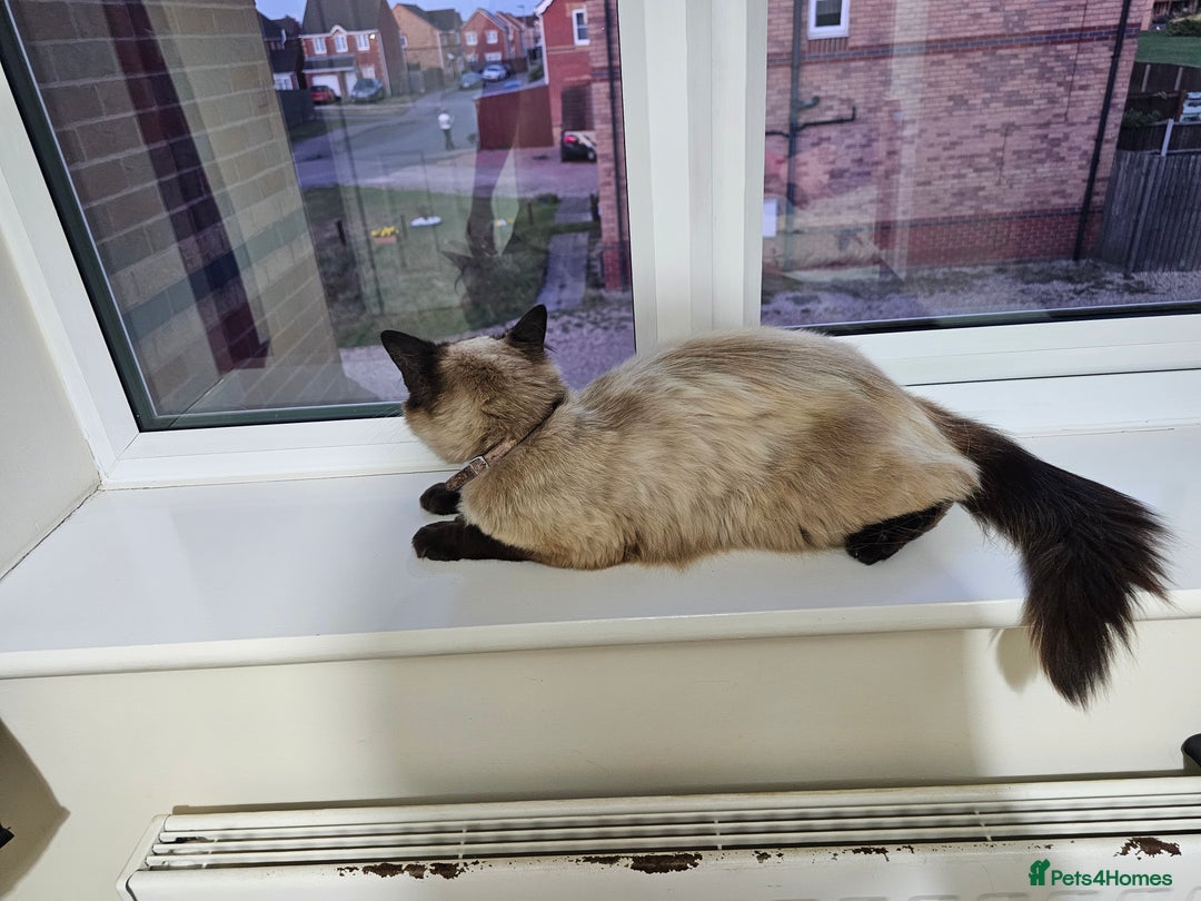 Ragdoll cats for sale: Pure Ragdoll Cat  2 Years Old, Affectionate & Calm - Image 5