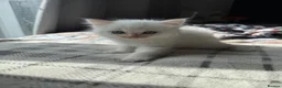 Ragdoll cats for sale: Purebred Ragdoll Kitten - Advert 15