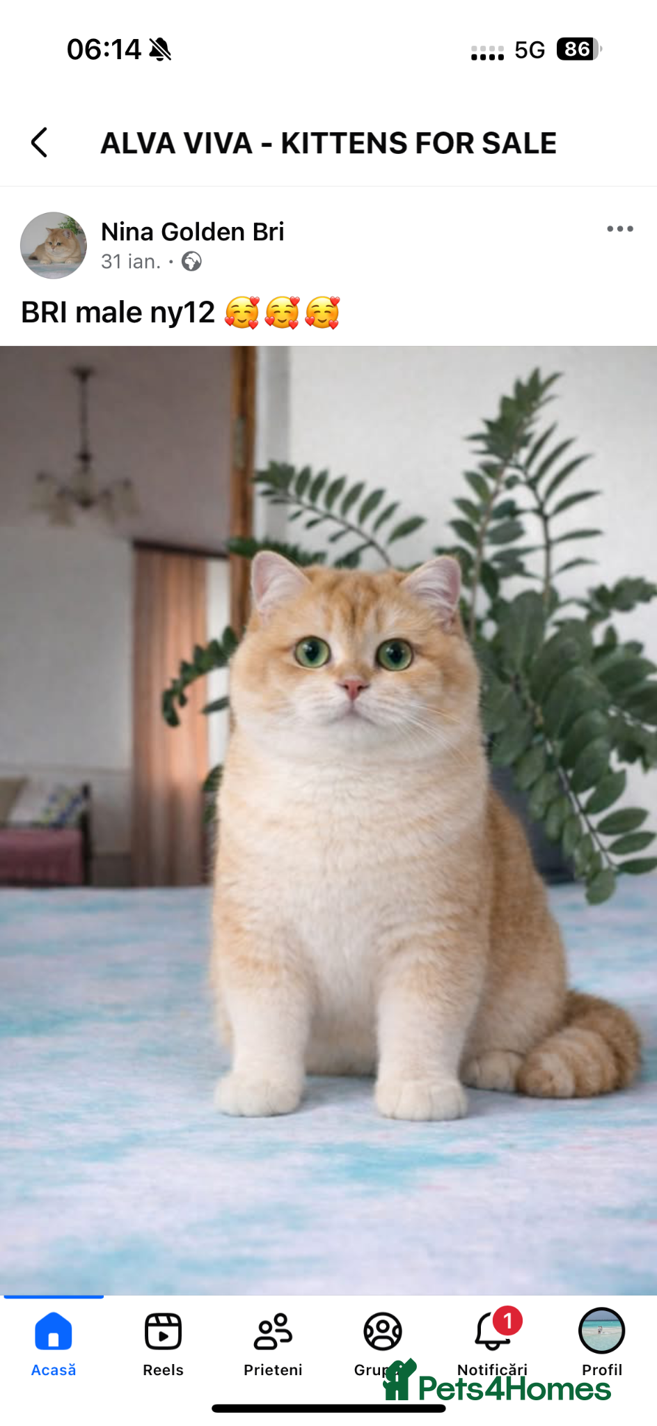 British Shorthair cats ⭐️⭐️⭐️⭐️⭐️Exceptional Pedigree Line - Advert 2