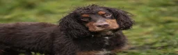 Cocker Spaniel dogs for stud: Working Cocker spaniel at stud - Advert 8