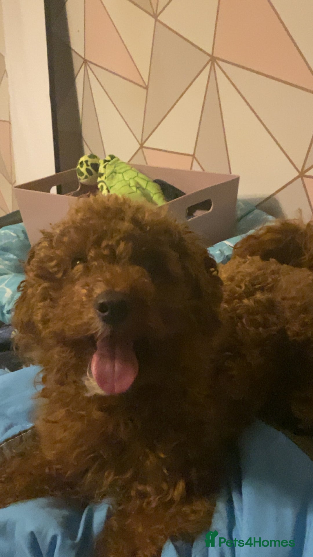 Toy Poodle dogs for sale: Clover. Looking for a loving home  - Advert 2