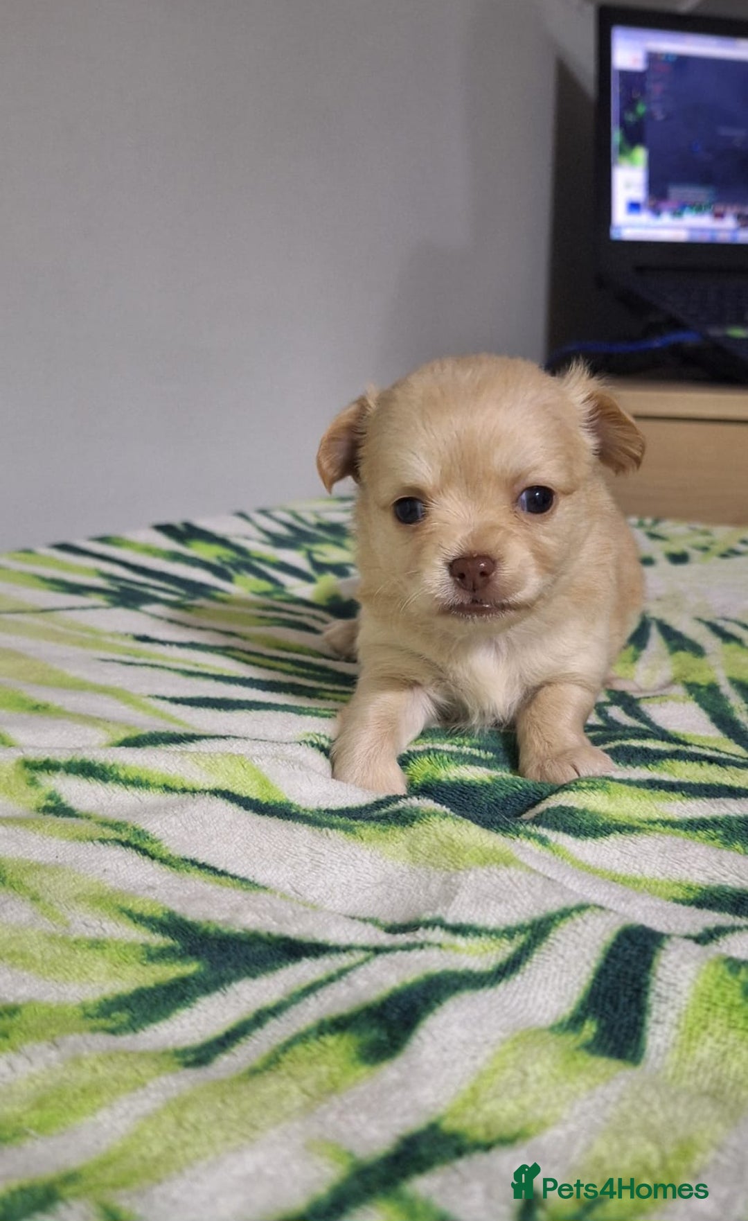 Chihuahua dogs for sale: KC Chihuahua Baby Girls - Advert 8