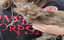 Chickens poultry for sale: 3 very beautiful and tame silkies - Image 1