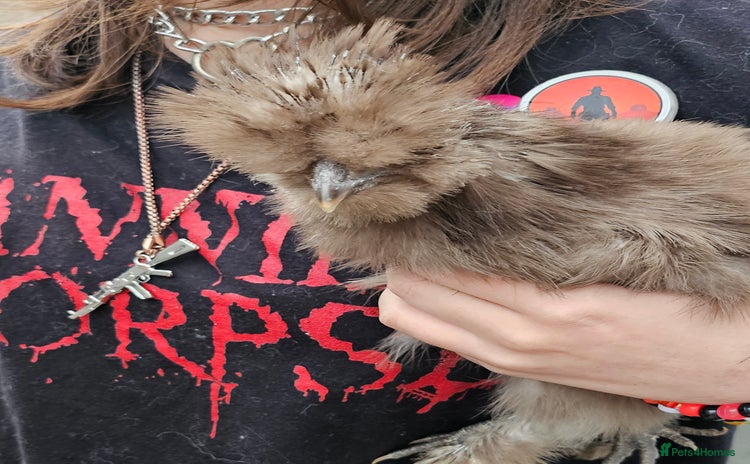 Chickens poultry - Advert 3