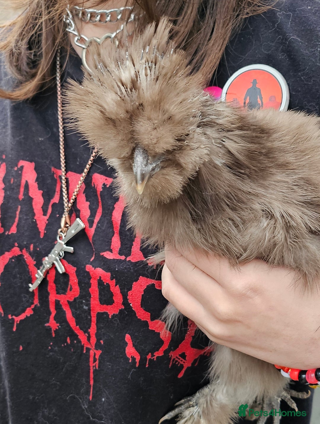 Chickens poultry for sale: 3 very beautiful and tame silkies - Image 1