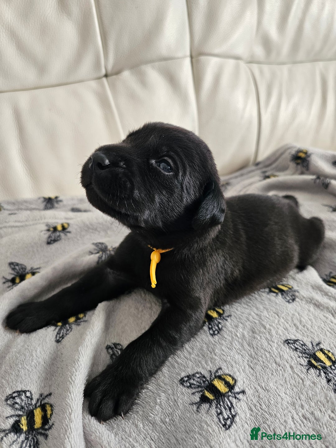 Labrador Retriever dogs for sale: Exceptional Labrador Retriever Puppies - Advert 4
