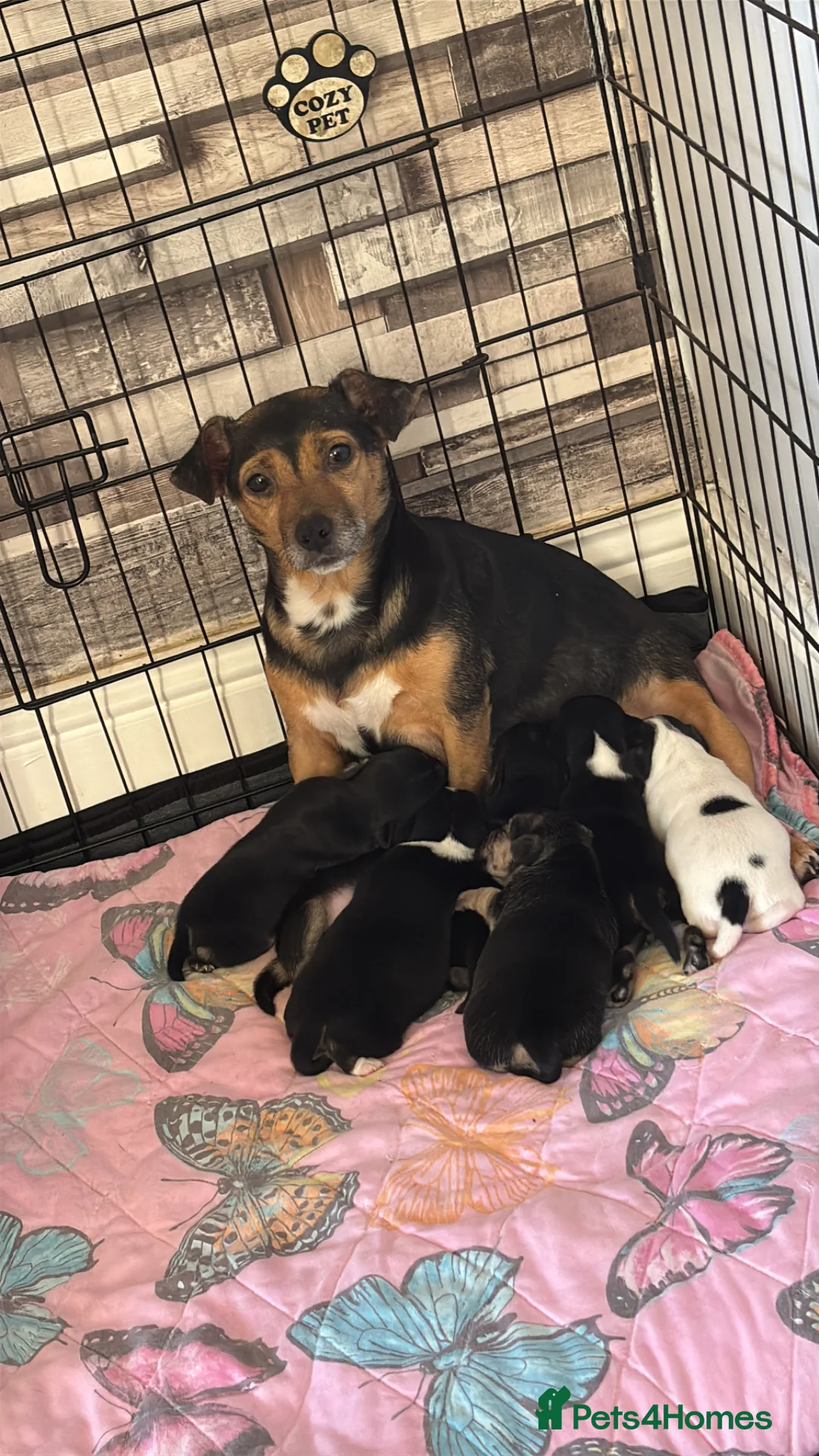 Jack Chi dogs for sale: Puppies 1/4 Jack Russell 3/4 chihuahua  - Advert 1