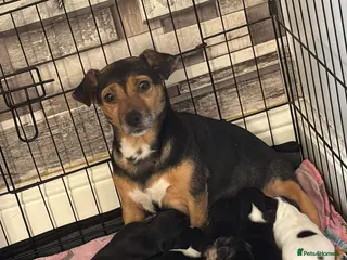 Jack Chi dogs Puppies 1/4 Jack Russell 3/4 chihuahua - Advert 3