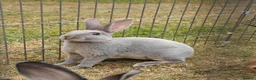 Rex rabbits for sale: Mini Rex Rabbits  - Advert 6