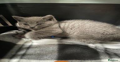 British Shorthair cats - Advert 4