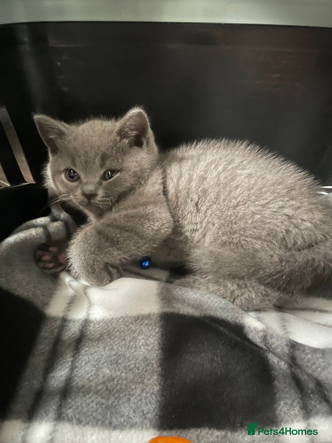 British Shorthair cats for sale: 8 week old British shorthair  - Image 2