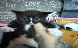 Mixed Breed cats for sale: 3 boy kittens - Image 4