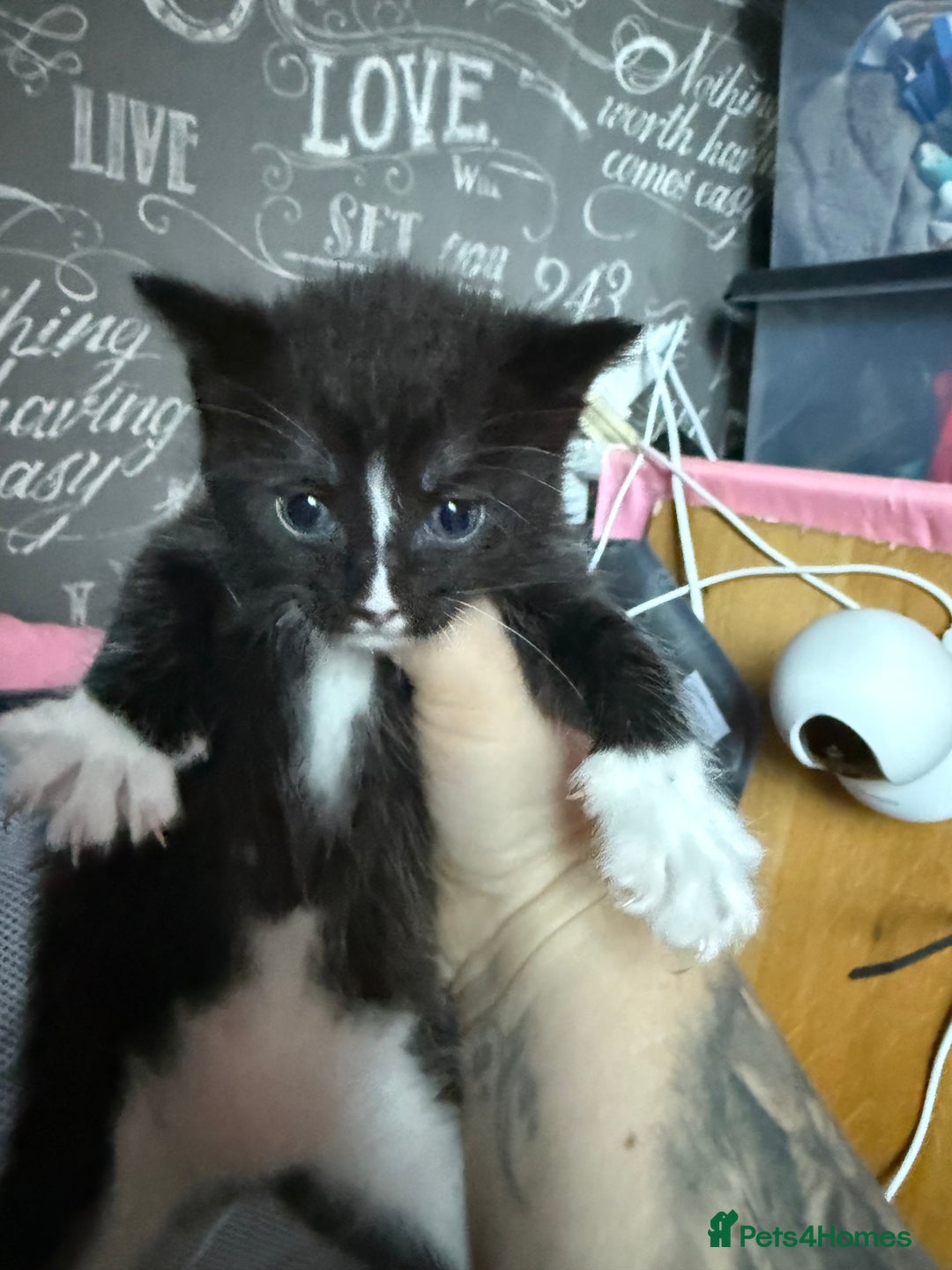 Mixed Breed cats for sale: 3 boy kittens - Image 4