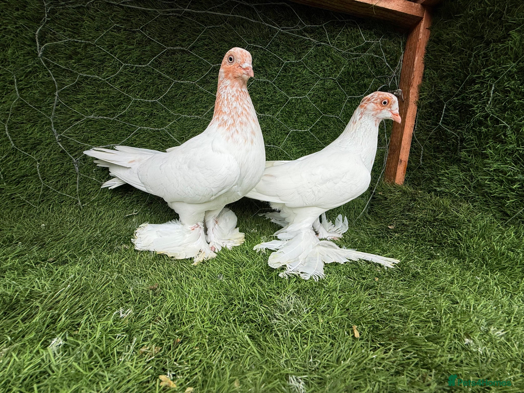 Pigeons birds Beautiful Vaccinated Breeding Pigeons – Ready Now - Advert 2
