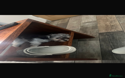 Maltipoo dogs for sale: 11 months old Asian Maltipoo 1.2kg - Advert 7