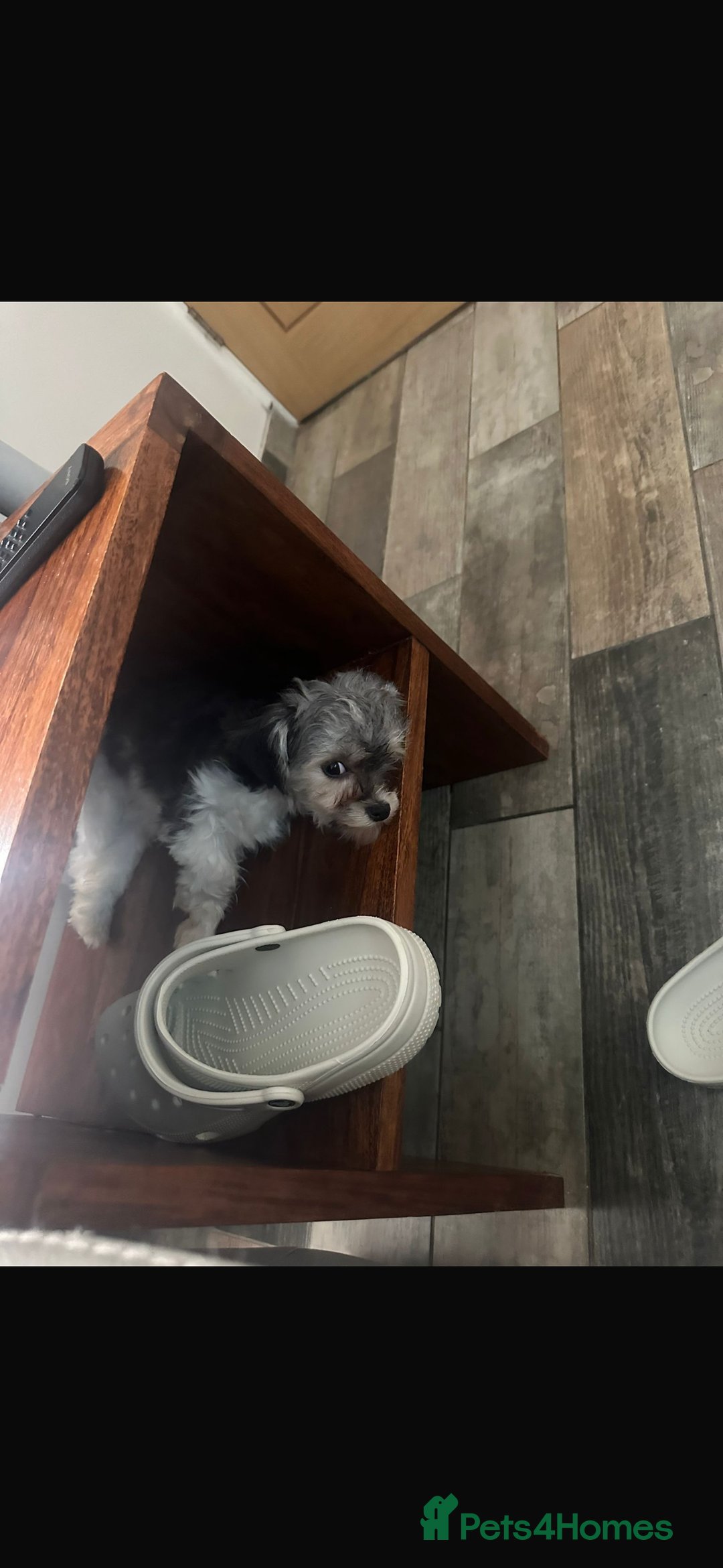 Maltipoo dogs for sale: 11 months old Asian Maltipoo 1.2kg - Advert 7