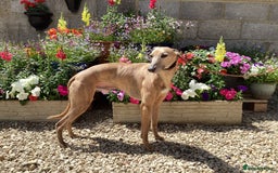 Whippet dogs for stud: PEDIGREE KC REGISTERED WHIPPET AT STUD in Salisbury - Image 14