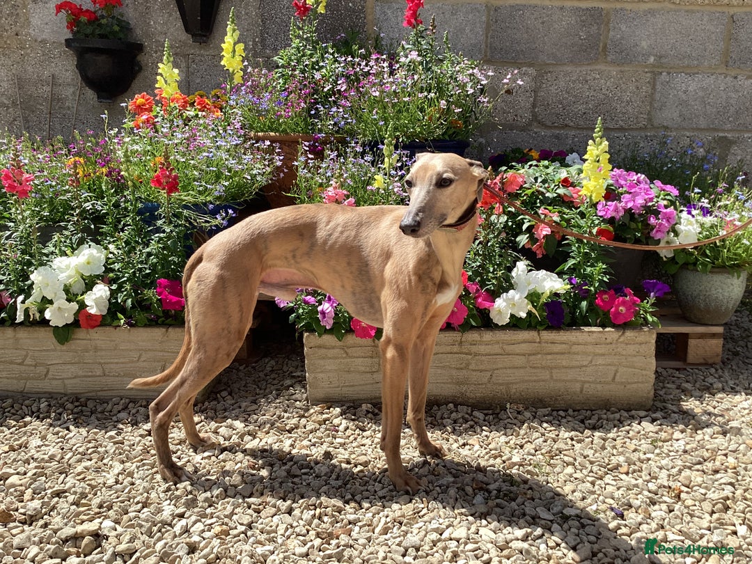 Whippet dogs for stud: PEDIGREE KC REGISTERED WHIPPET AT STUD in Salisbury - Image 14
