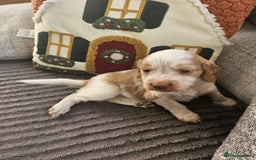 Cockapoo dogs for sale: Female cockerpoos  - Advert 6