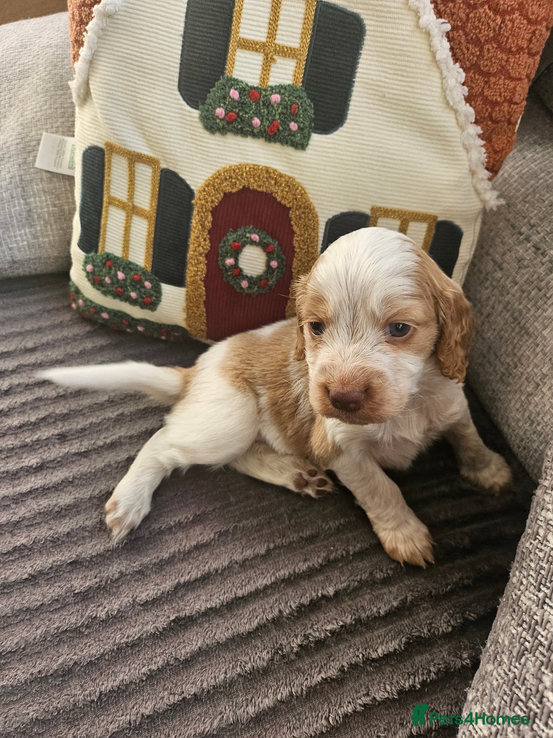 Cockapoo dogs for sale: Female cockerpoos  - Advert 6