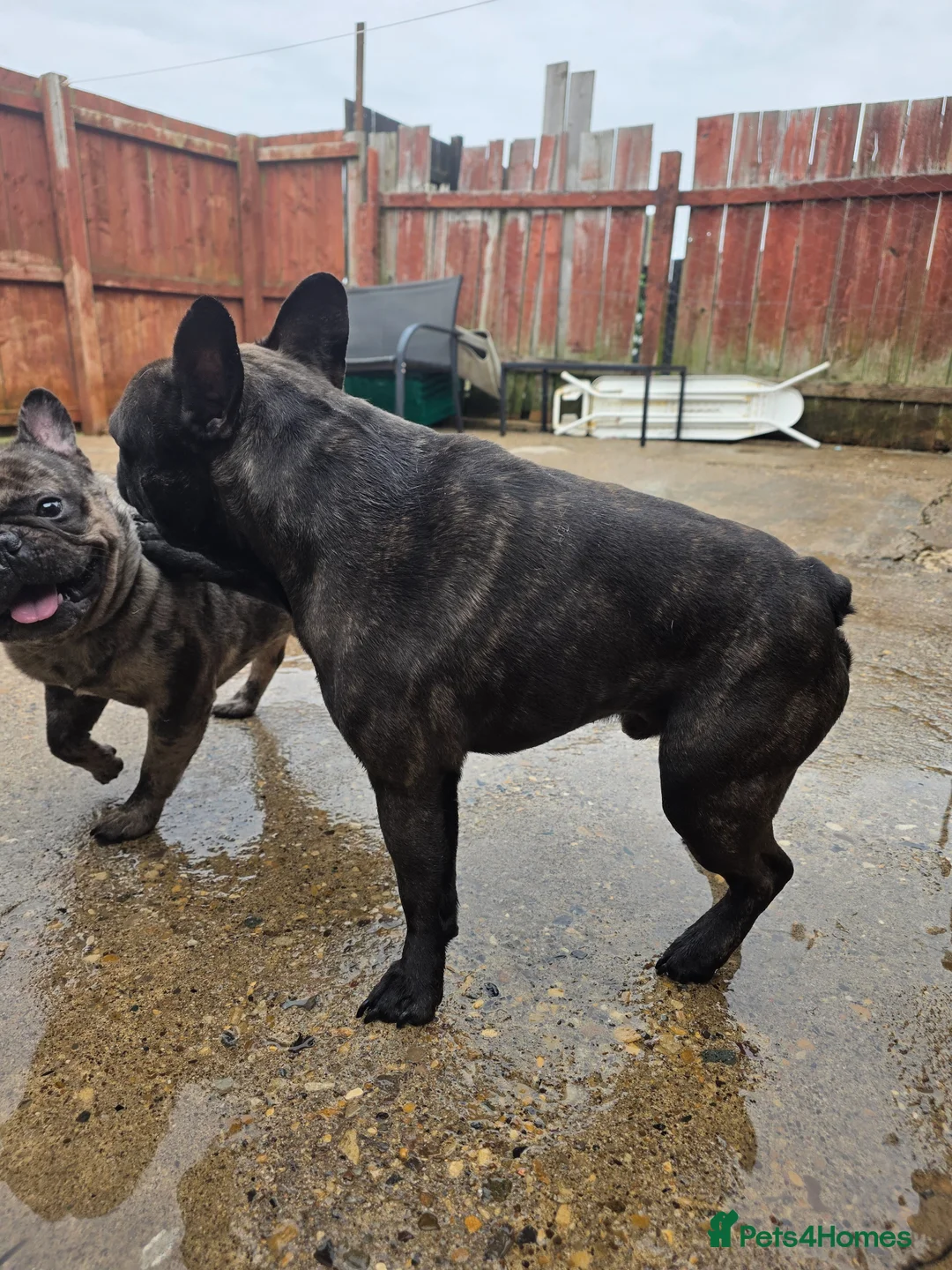 French Bulldog dogs for sale: Frech bulldog pedigree brindle boy 2 years old  - Advert 4