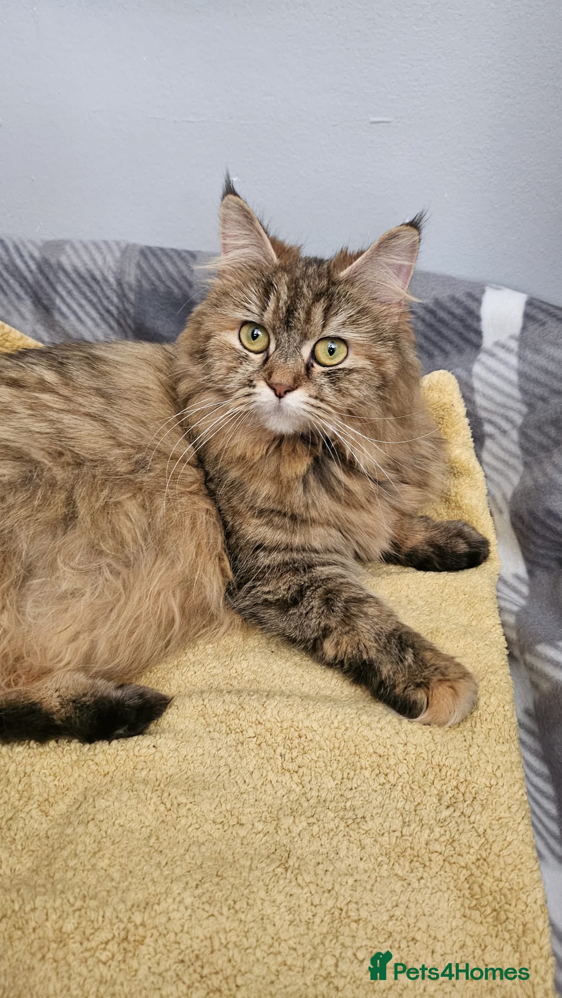 Persian cats 2 x Persian Cats in Westcliff-on-Sea - Advert 1