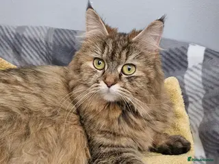 Persian cats 2 x Persian Cats in Westcliff-on-Sea - Advert 1