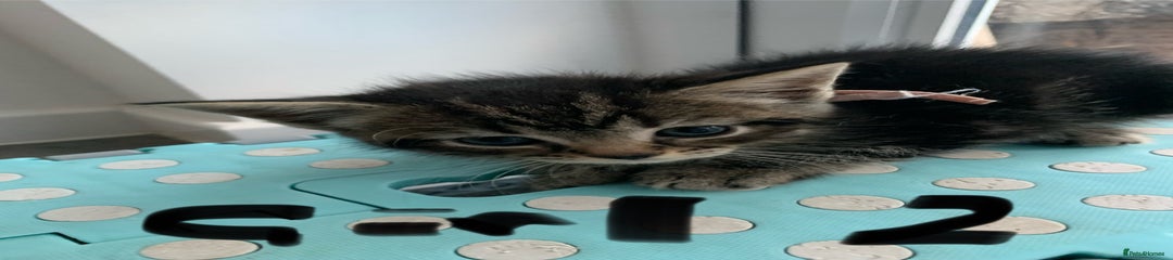 Mixed Breed Kitten 6