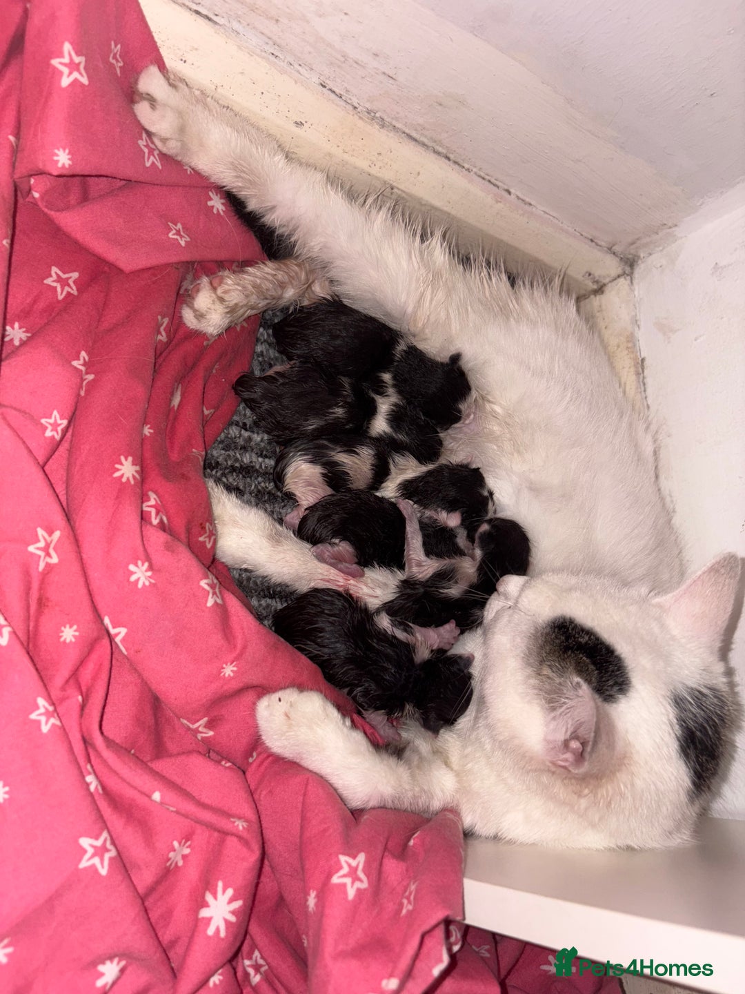 Domestic Shorthair cats for sale: Kittens for sale  - Image 5