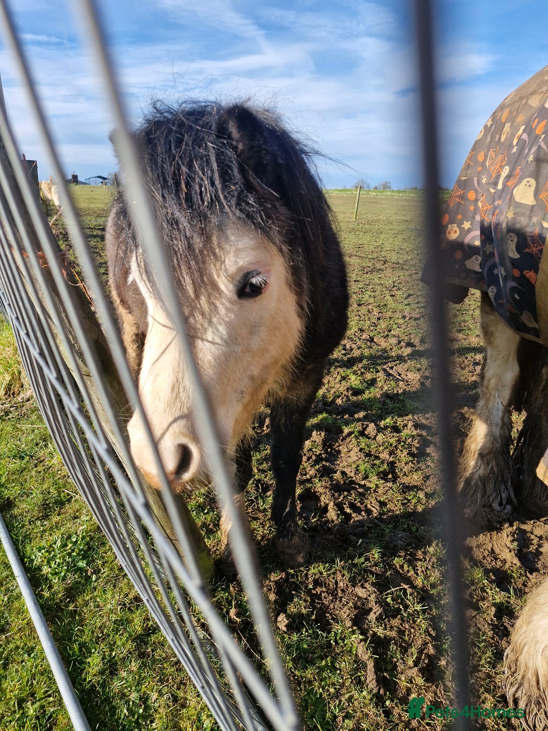 Welsh Section A horses for sale: Friendly 2.5 year colt  - Advert 4