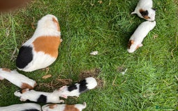 Guinea Pig rodents for sale: Guinea Pigs - Image 2