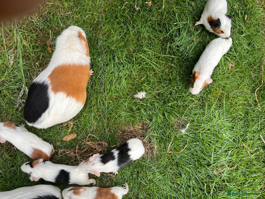 Guinea Pig rodents for sale: Guinea Pigs - Image 2