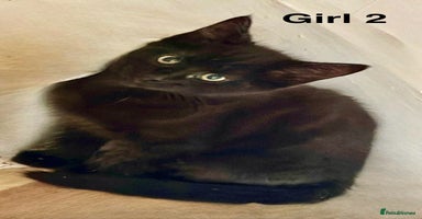 Domestic Shorthair cats - Advert 4