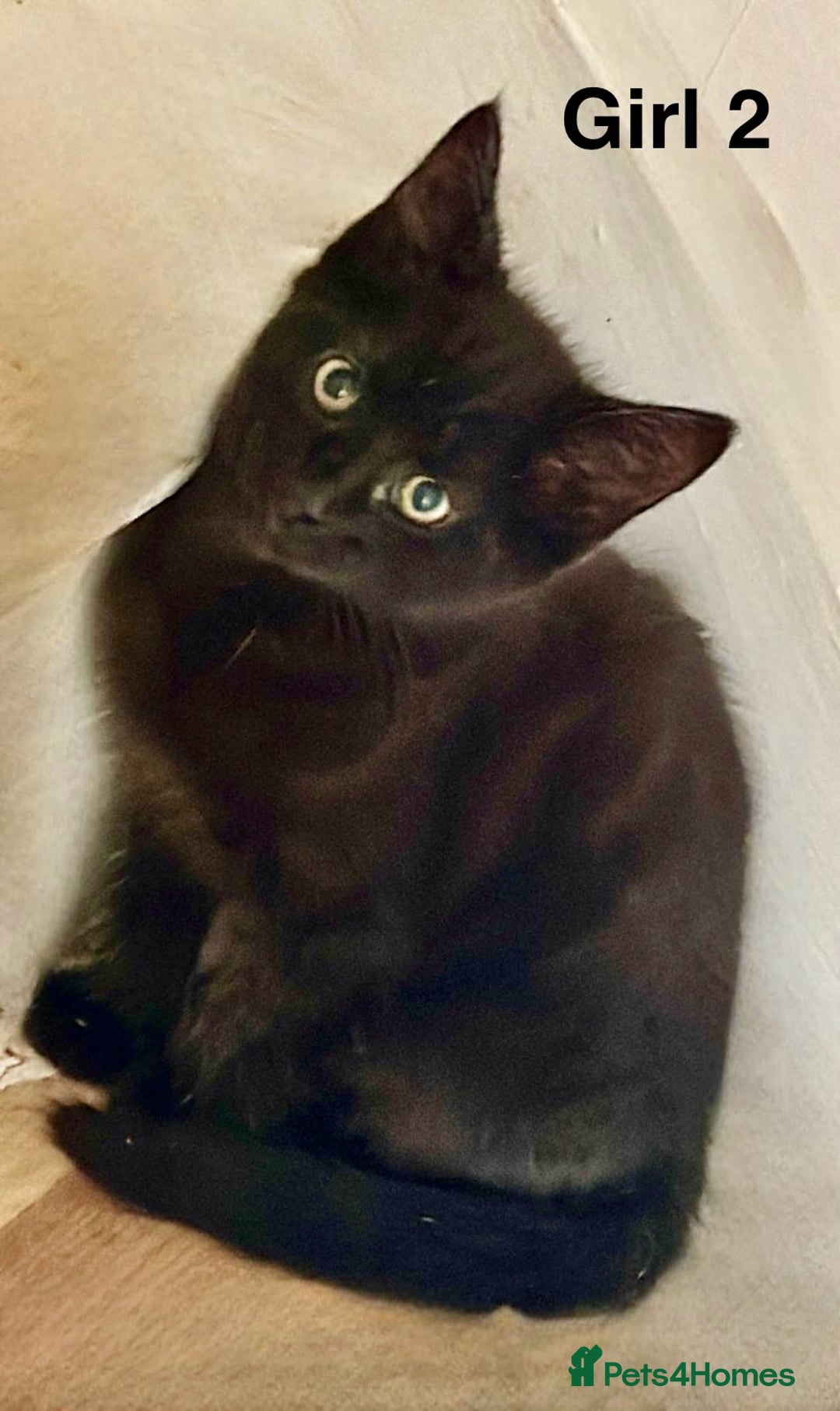 Domestic Shorthair cats for sale: 2 female kittens READY NOW!!! - Image 3