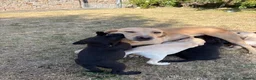 Labrador Retriever dogs for sale: Beautiful Labrador puppies  - Advert 3