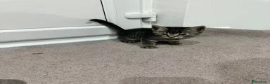 Mixed Breed Kitten 4