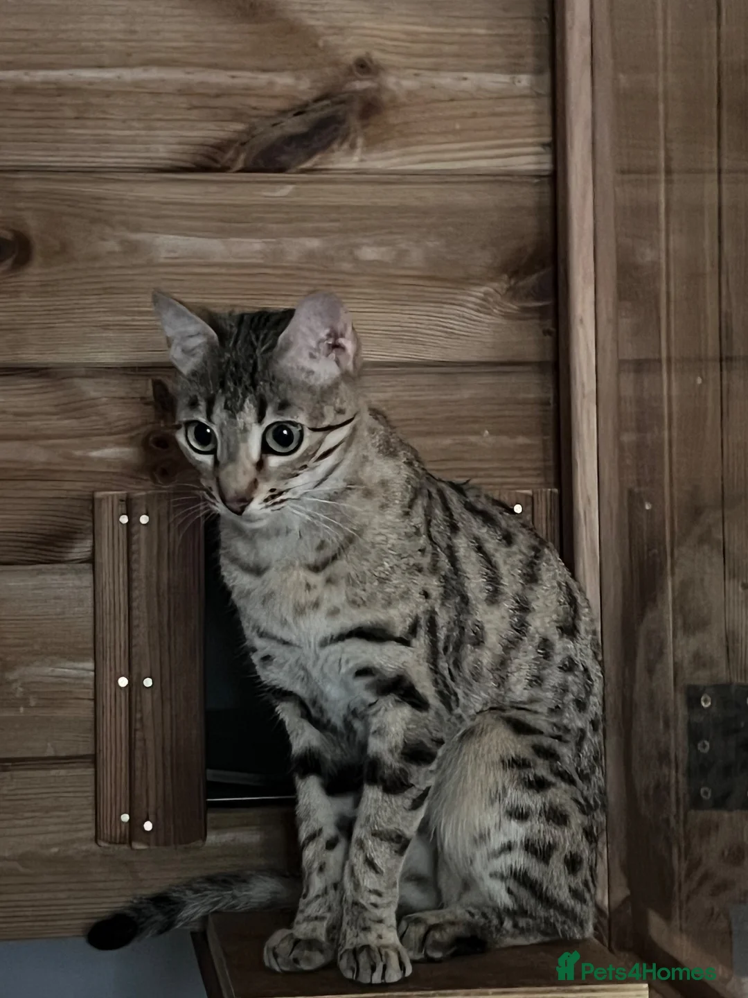 Bengal cats for sale: Stunning Retired Bengal Cats Looking for homes - Advert 17