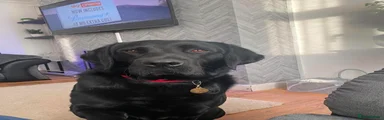 Labrador x Springer 