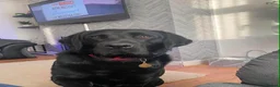 Springador dogs for sale: Labrador x Springer - 8 years old  - Advert 1