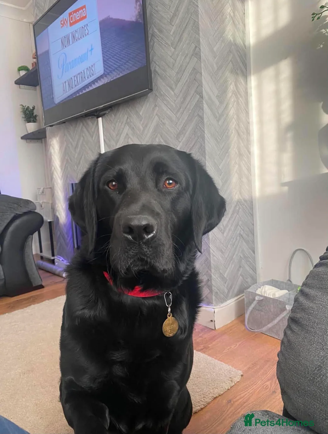Springador dogs for sale: Labrador x Springer - 8 years old  - Advert 1