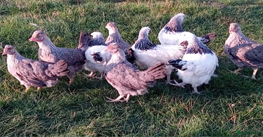 Chickens poultry - Advert 8