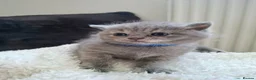 British Shorthair cats for sale:  100% Pedigree chunky BSH kittens - Advert 5