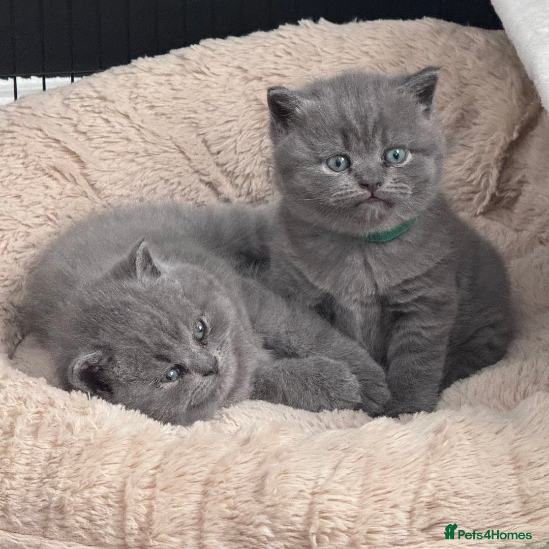 British Shorthair cats for sale: Beautiful Active Male Kitten for Sale – Blue - Image 8