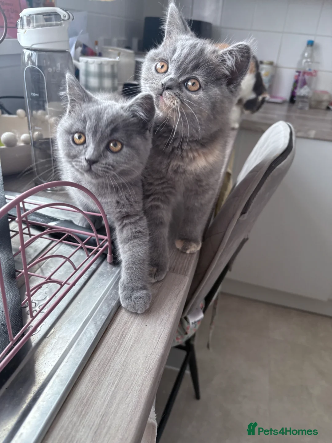 British Shorthair cats for sale: 💕1 beautiful girl  left 💕now reduced  - Advert 1