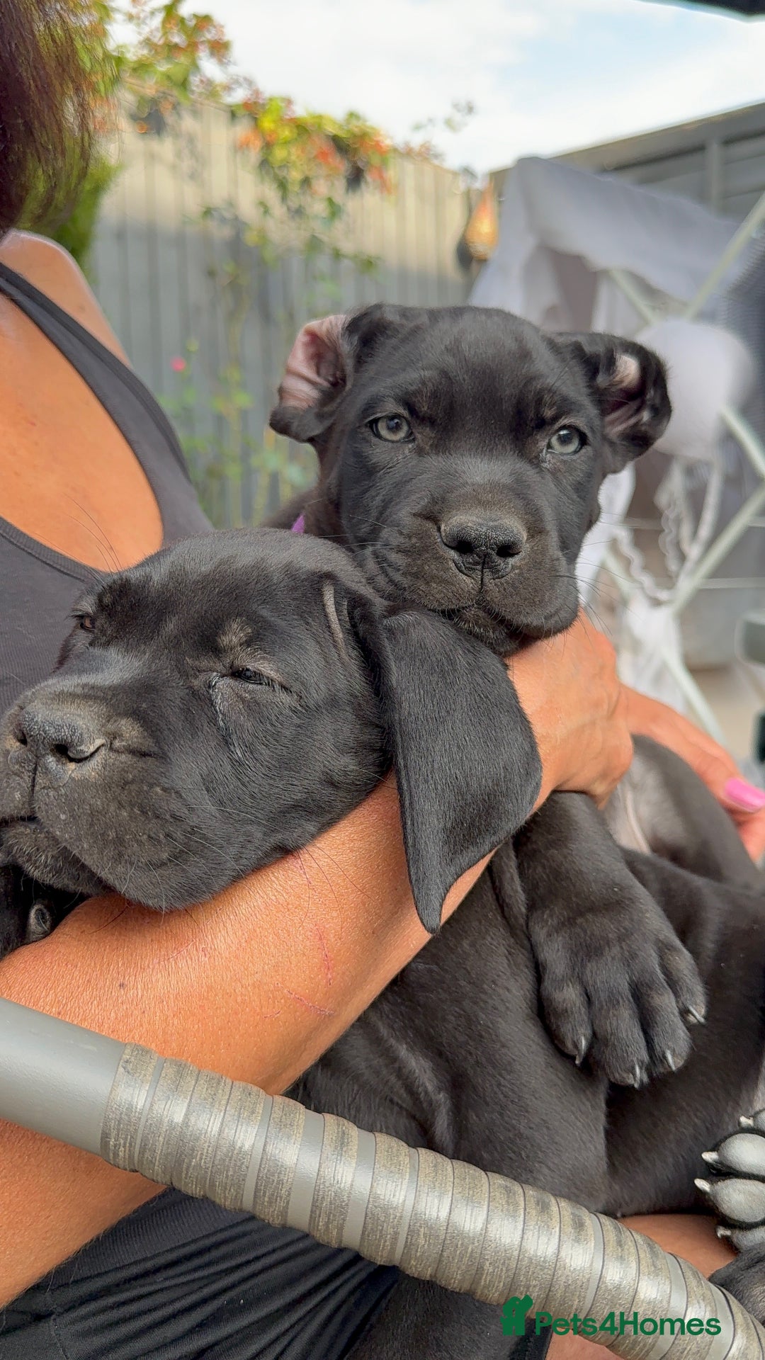 Cane Corso dogs for sale: Romanian Champion Bloodline Litter  - Image 2