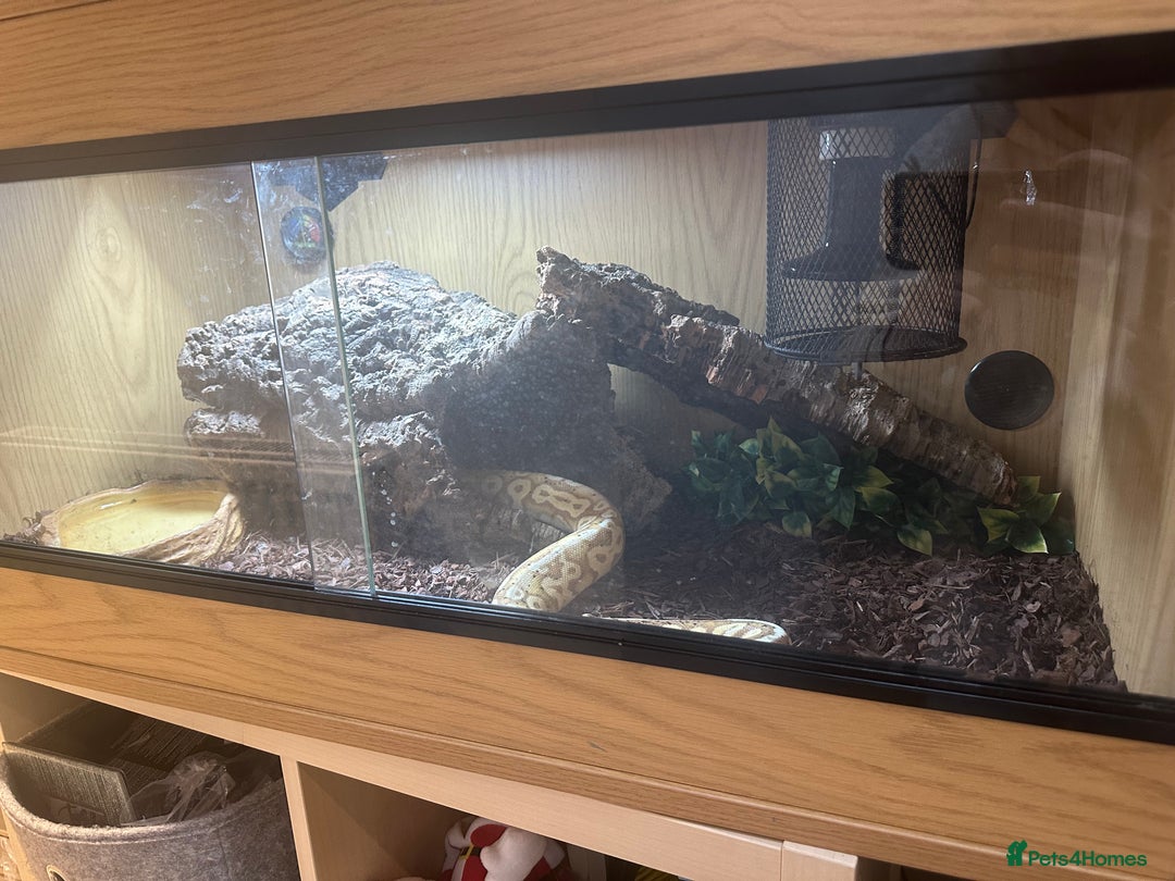 Python Snake reptiles for sale: Ball python - Advert 9