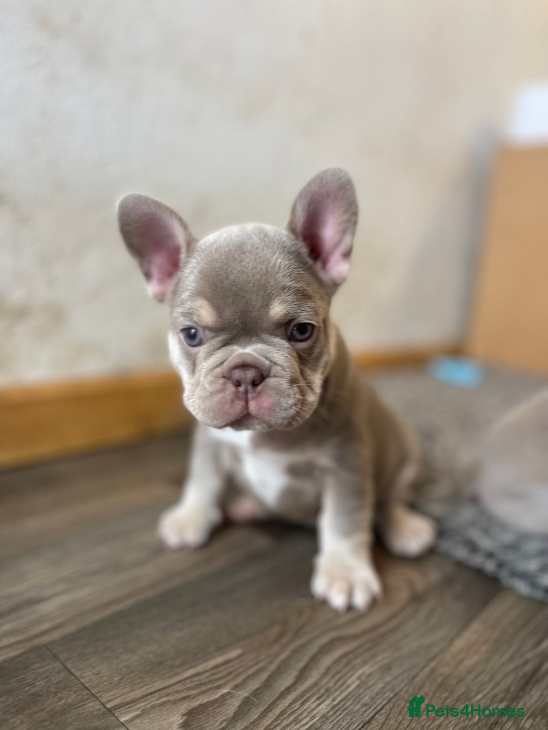 French Bulldog dogs for sale: Top Quality French Bulldog Puppies  - Image 2